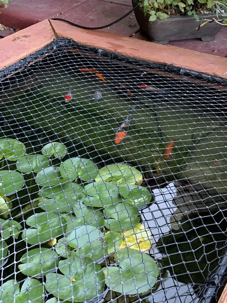 Top-rated lawn care service in Los Angeles, CA by Deephouse Landscaping