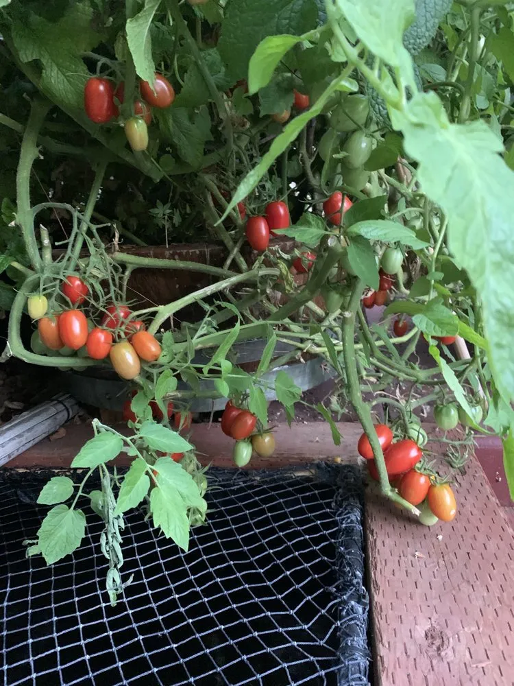 Affordable landscaping services in Los Angeles, CA - Deephouse Landscaping