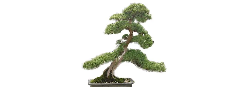 Custom yard cleanup service in Los Angeles, CA by Deephouse Landscaping