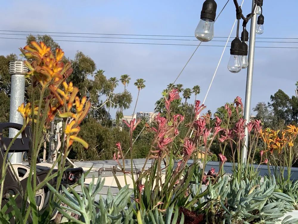 Trusted yard maintenance for year-round maintenance in Los Angeles, CA by Deephouse Landscaping