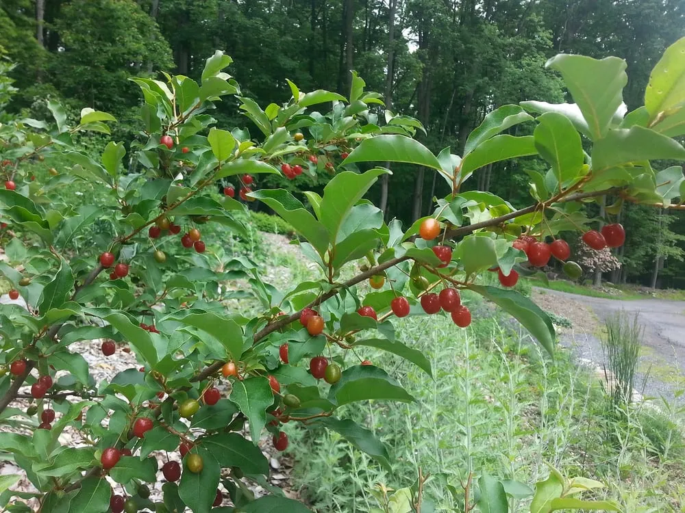 Top-rated landscaping services experts serving Thurmont, MD - Deeply Rooted Design