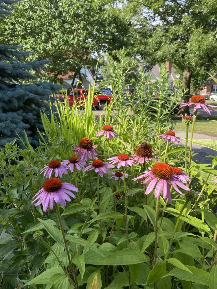 Local yard maintenance in Tipp City, OH - Deeply Rooted Landscapes
