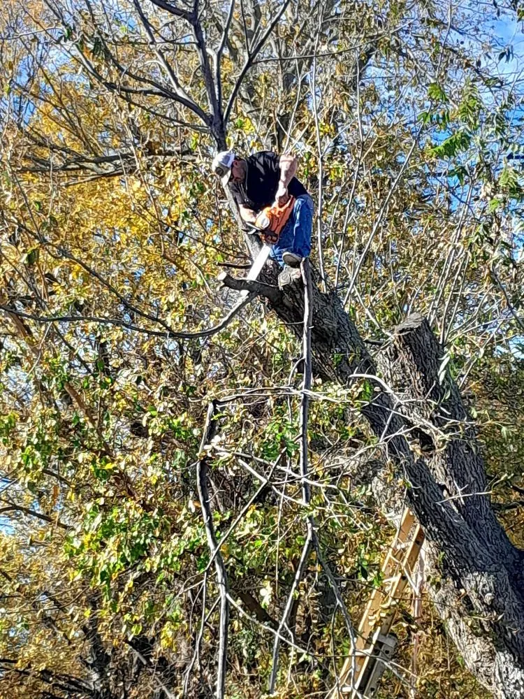 Expert yard cleanup service for year-round maintenance across Ardmore, OK - Deeply Rooted Yard And Tree Service