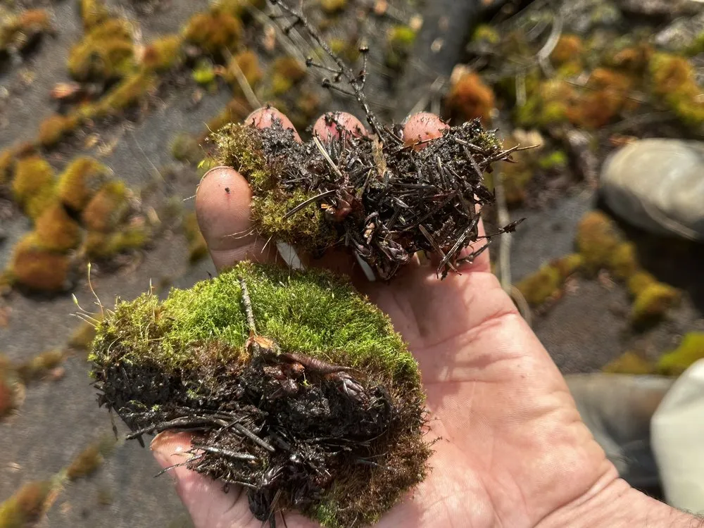 Custom yard maintenance in Renton, WA - Deeproots