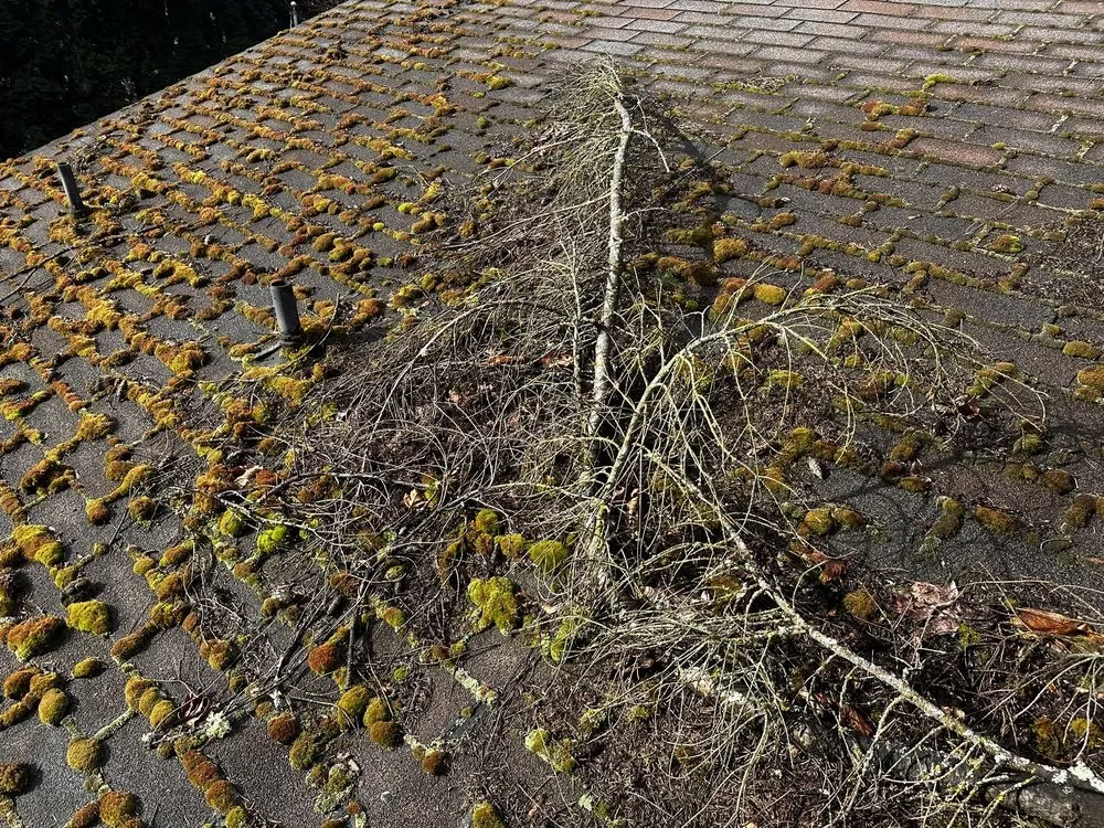 Affordable outdoor landscaping experts serving Renton, WA - Deeproots