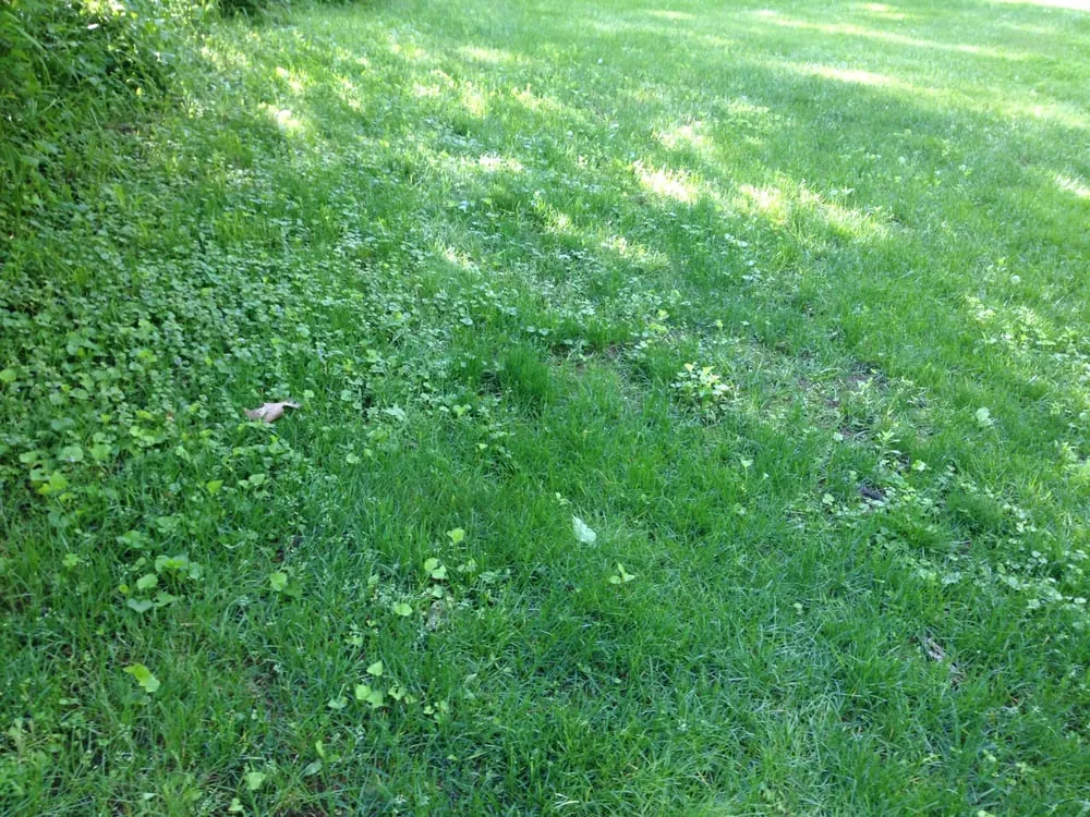 Reliable lawn care service experts serving Brookfield, CT - Deer & Tick Guard