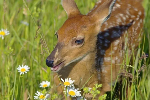 Custom landscaping services experts serving Brookfield, CT - Deer & Tick Guard