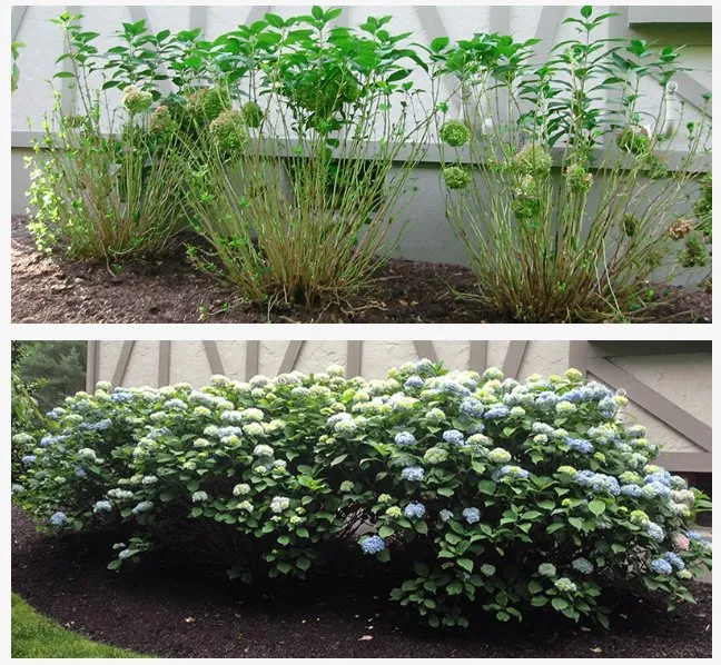 Local garden landscaping in Cliffwood, NJ - Deer Guys