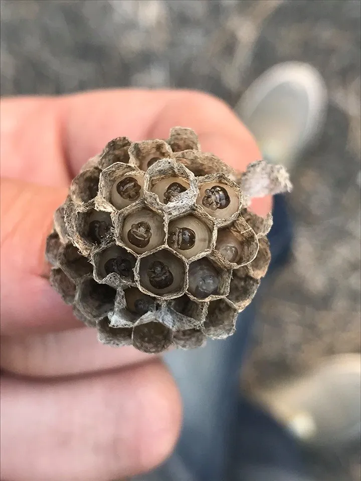 Affordable lawn care service experts serving Gulfport, MS - Dee's Lawn & Landscaping