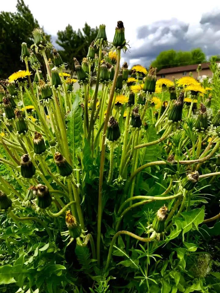 Affordable yard cleanup service for year-round maintenance in Gulfport, MS by Dee's Lawn & Landscaping