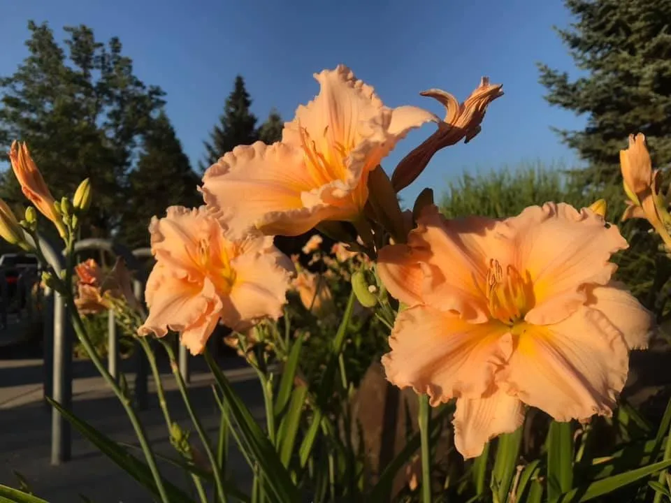 Top-rated yard cleanup service experts serving Gulfport, MS - Dee's Lawn & Landscaping