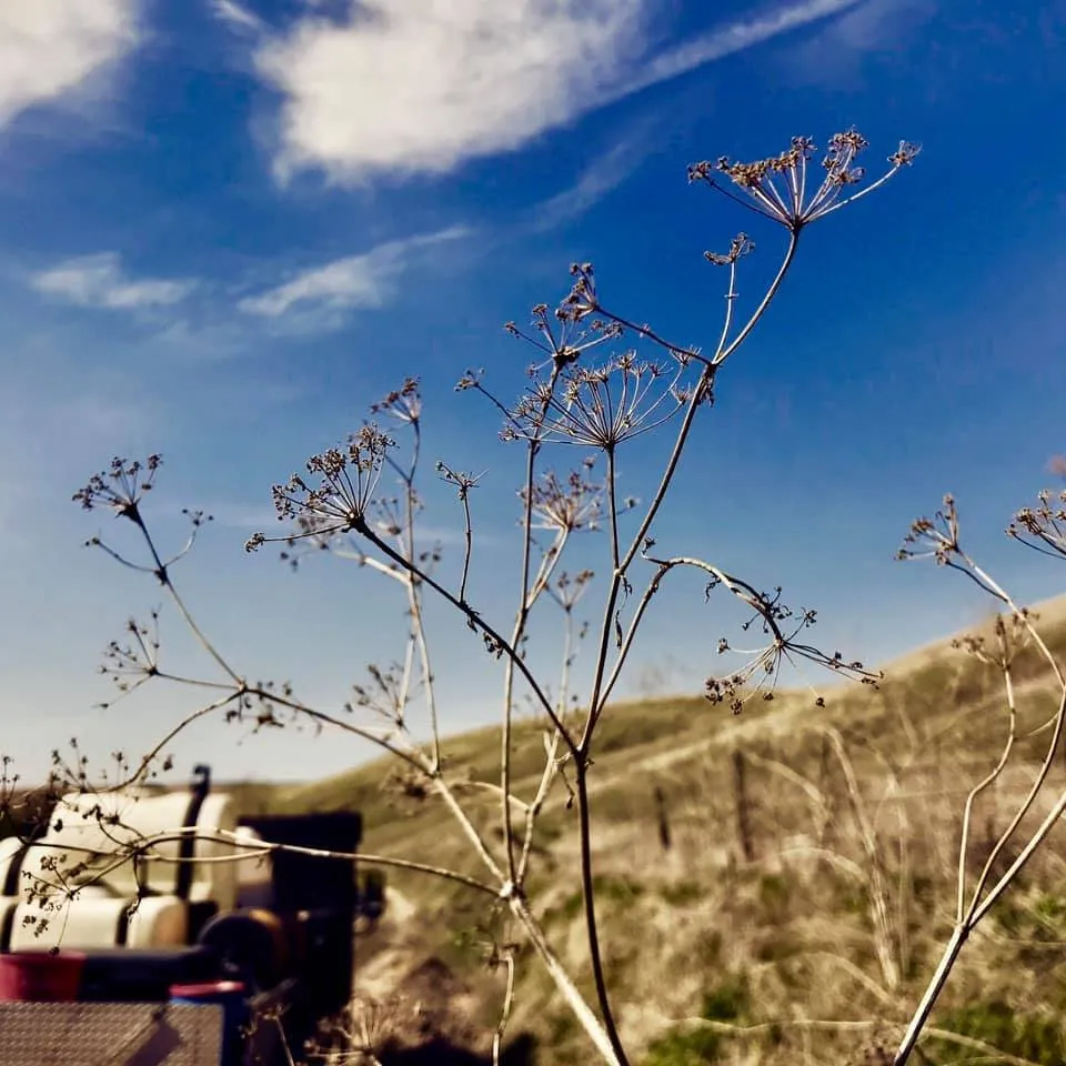 Professional landscaping services for year-round maintenance across Gulfport, MS - Dee's Lawn & Landscaping