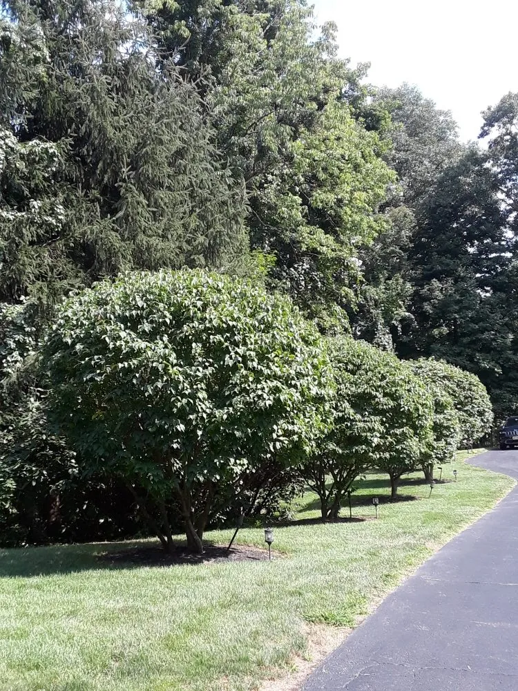 Top-rated lawn care service in Ellendale, DE by Deesign Landscape