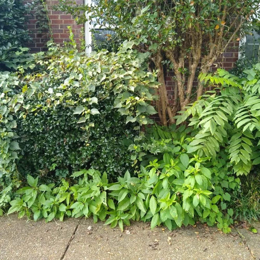 Top-rated lawn care service in Spring Hill, TN by Defender Lawn Care