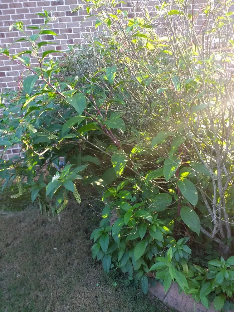 Custom yard cleanup service with custom design in Spring Hill, TN by Defender Lawn Care