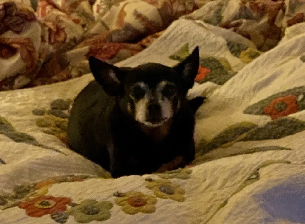 Custom lawn care service experts serving Loomis, CA - Defense Pest Control