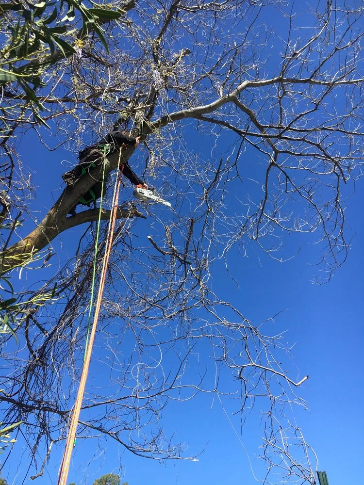 Reliable lawn care service in Citrus Heights, CA - Defensible Space Management