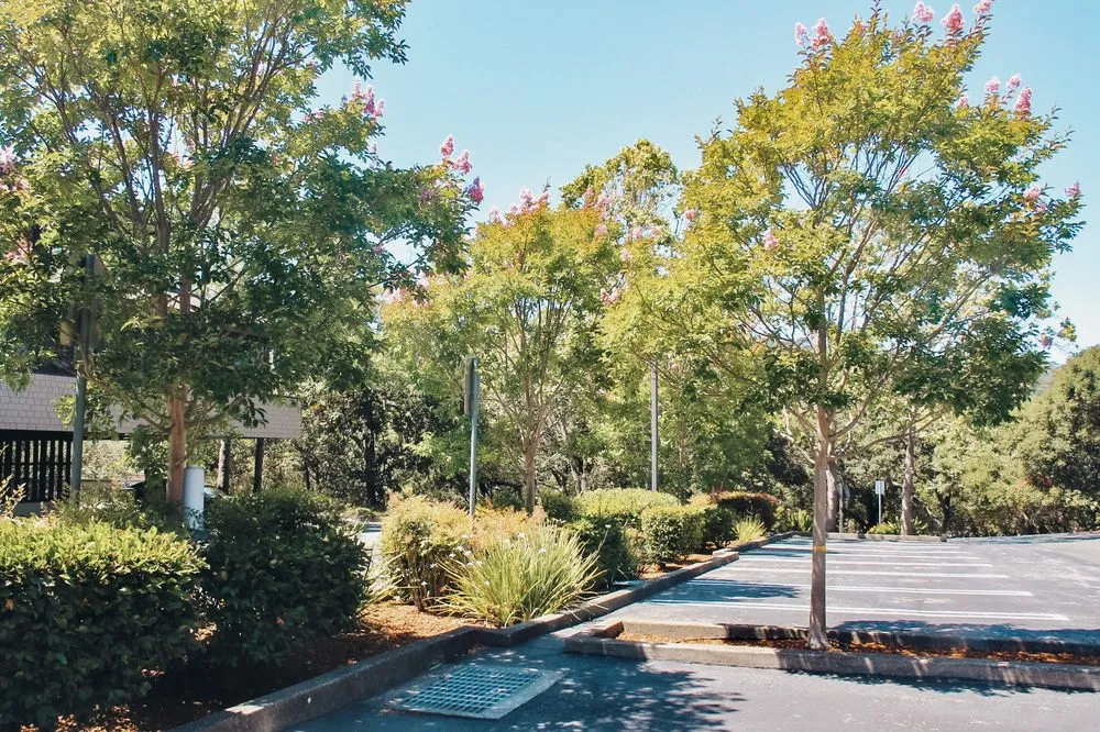 Professional lawn care service in San Rafael, CA - Defensible Space Pros