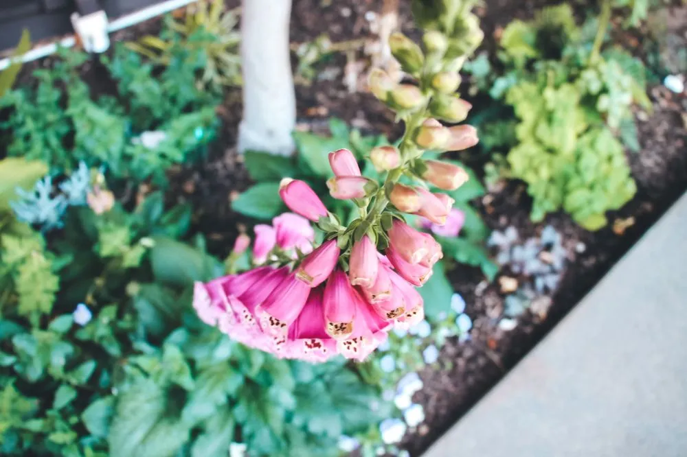 Affordable residential landscaping experts serving San Rafael, CA - Defensible Space Pros