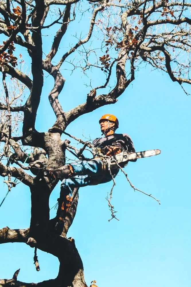 Professional yard maintenance experts serving San Rafael, CA - Defensible Space Pros