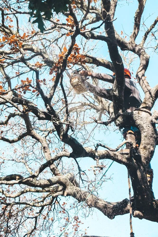 Trusted residential landscaping in San Rafael, CA by Defensible Space Pros