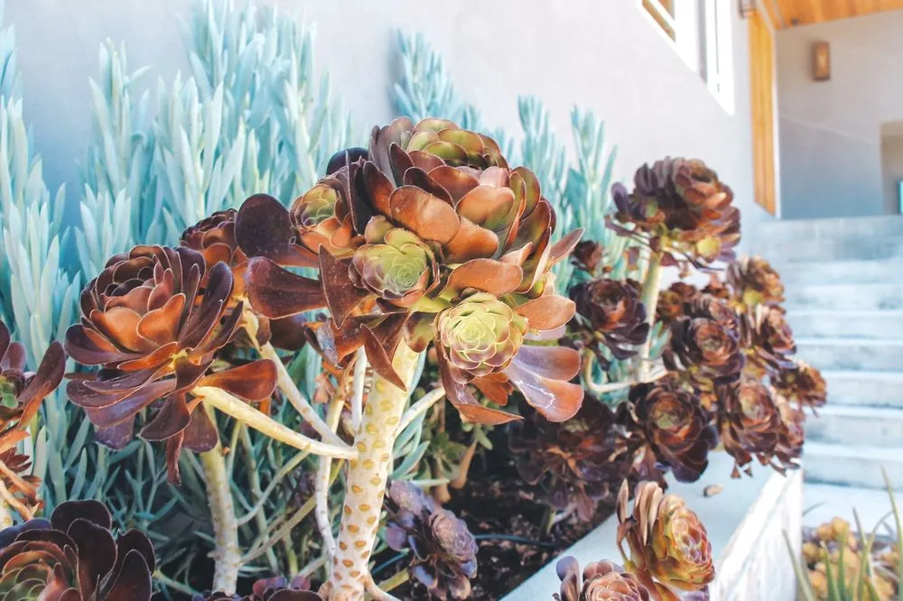 Trusted landscape installation for year-round maintenance in San Rafael, CA by Defensible Space Pros