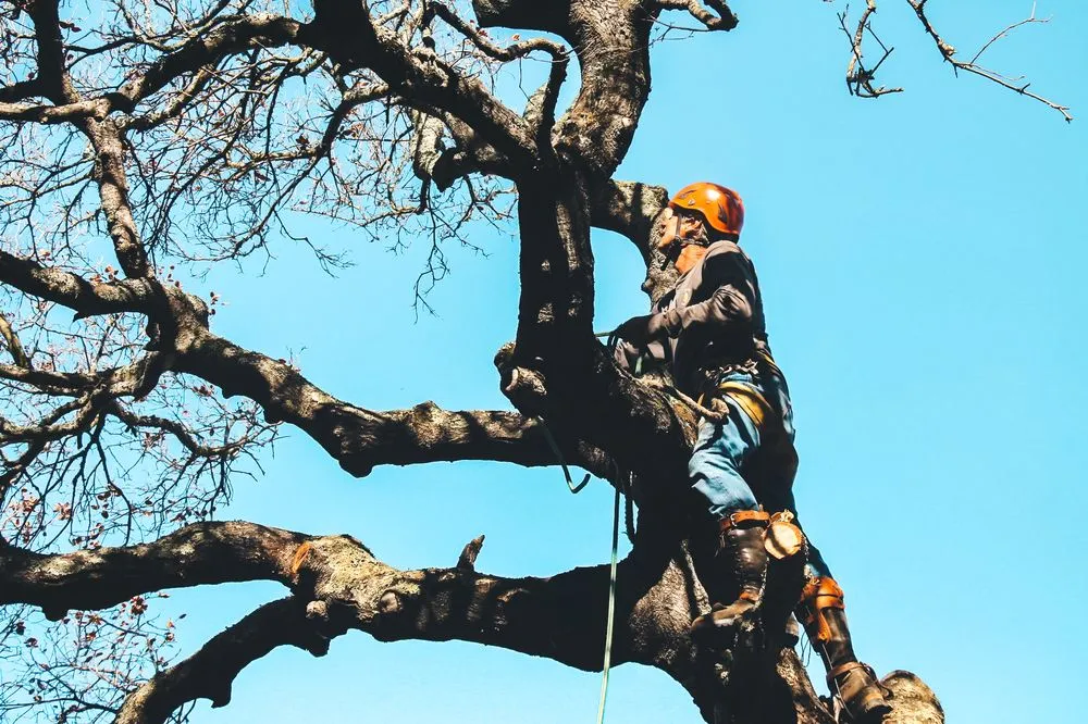 Custom residential landscaping experts serving San Rafael, CA - Defensible Space Pros