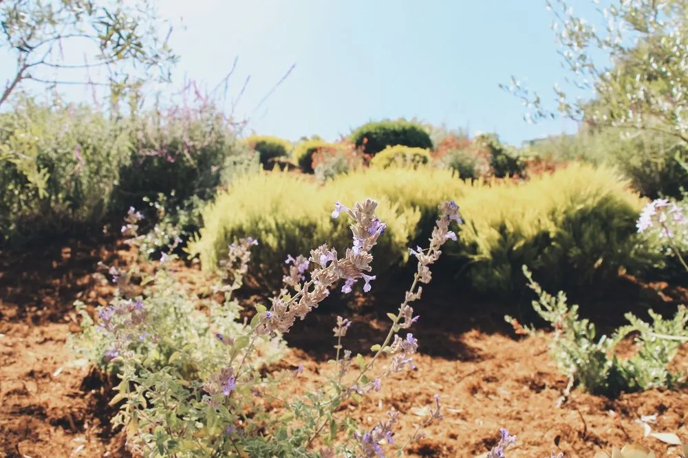 Custom yard maintenance in San Rafael, CA by Defensible Space Pros