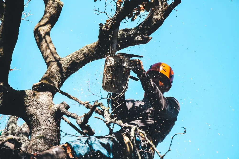 Affordable landscape design for outdoor upgrades across San Rafael, CA - Defensible Space Pros