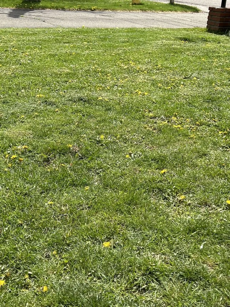 Top-rated yard cleanup service for outdoor upgrades across Vestal, NY - Defides Lawncare Specialists