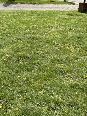 Defides Lawncare Specialists