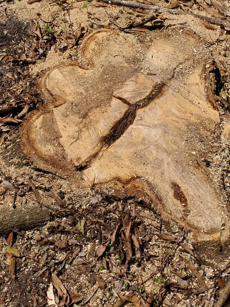 Professional outdoor landscaping experts serving Pinellas Park, FL - DeForest Tree and Property Maintenance