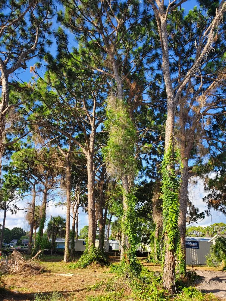 Professional lawn care service with custom design across Pinellas Park, FL - DeForest Tree and Property Maintenance