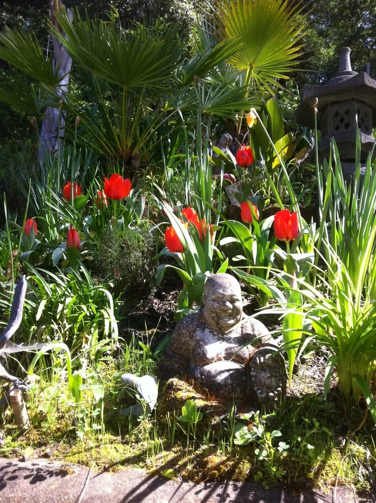 Local yard cleanup service near you in Aptos, CA by DeGorio Landcaping