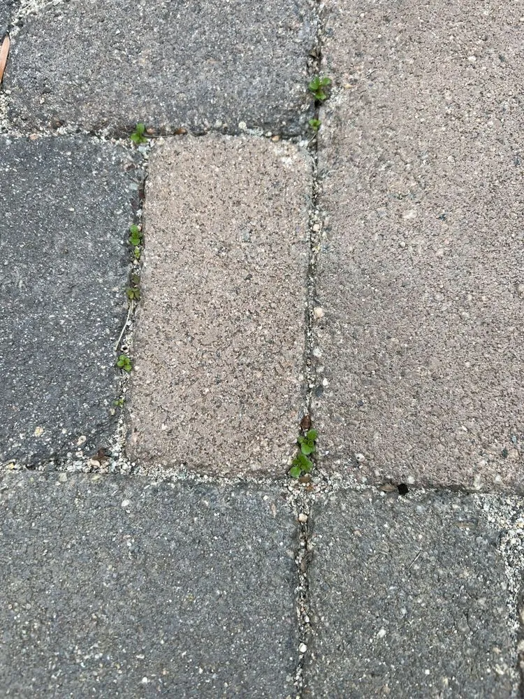 Reliable landscape installation in Long Beach, CA by De’Guerrero Design & Build