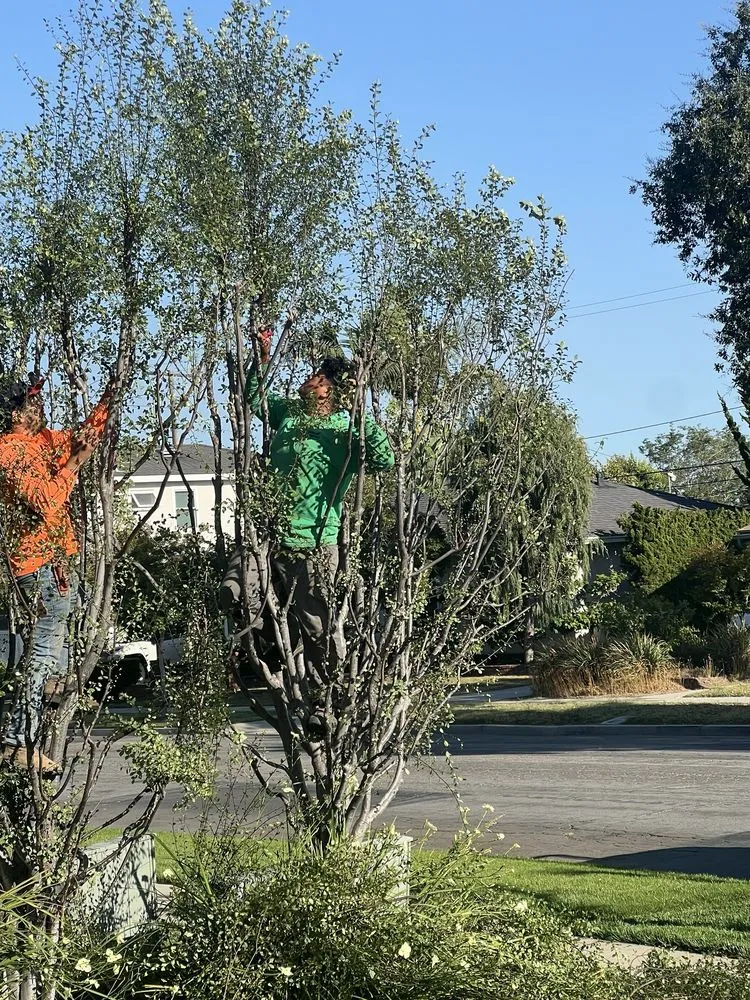 Trusted lawn care service in Cerritos, CA - Deiby's Landscape