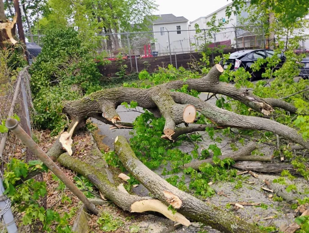 Trusted yard maintenance in Worcester, MA by DeJarnette & Son's