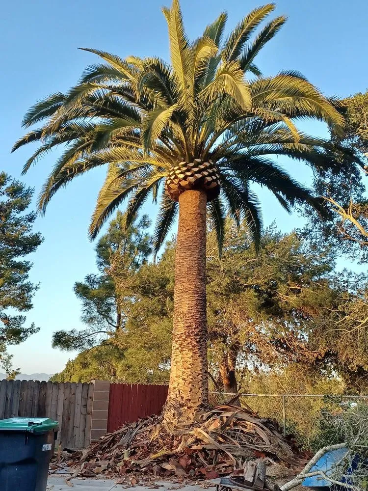 Professional yard cleanup service in Lompoc, CA by Dejesus Gardening And Tree Care Service