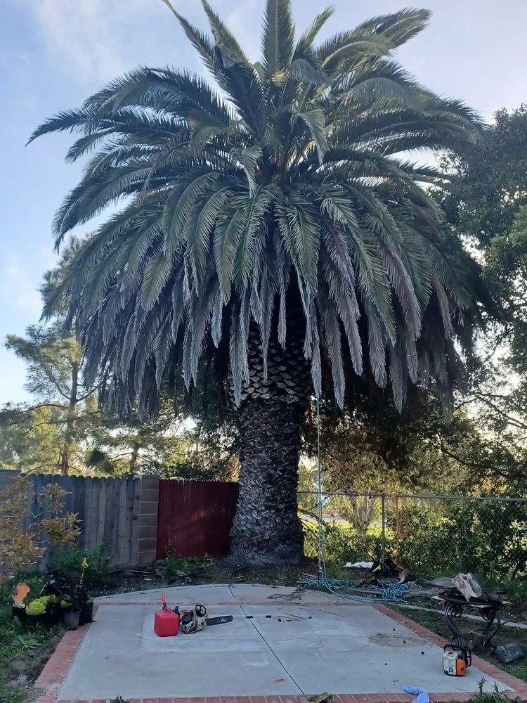 Affordable yard cleanup service experts serving Lompoc, CA - Dejesus Gardening And Tree Care Service