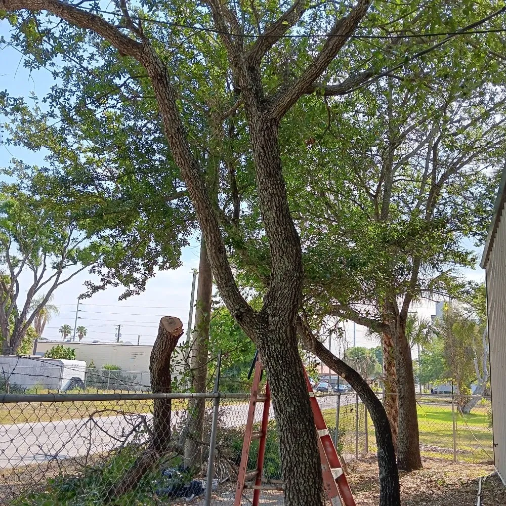 Top-rated lawn care service experts serving Tampa, FL - Deke's