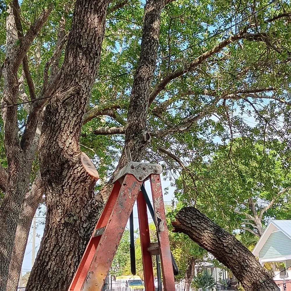 Affordable landscape installation near you in Tampa, FL by Deke's