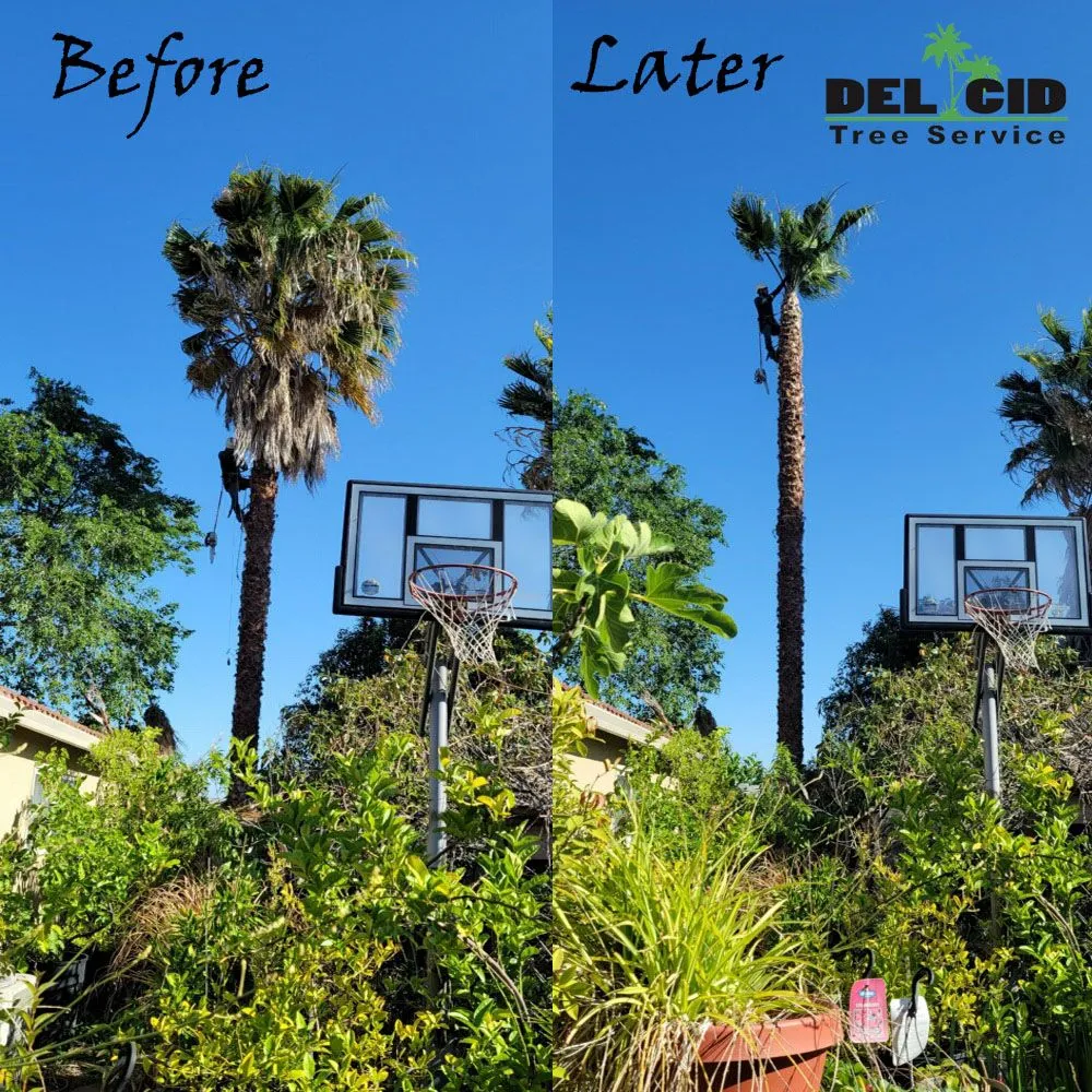 Custom lawn mowing service in Rancho Cordova, CA by Del Cid Tree Service