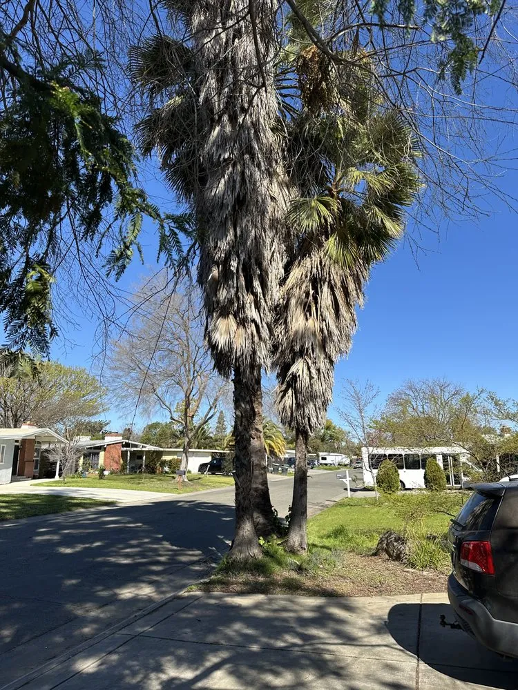 Local outdoor landscaping in Rancho Cordova, CA by Del Cid Tree Service