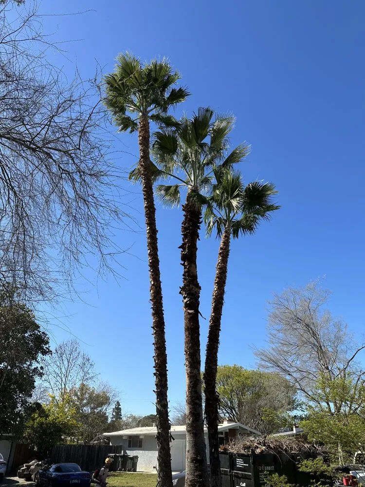 Reliable yard maintenance experts serving Rancho Cordova, CA - Del Cid Tree Service