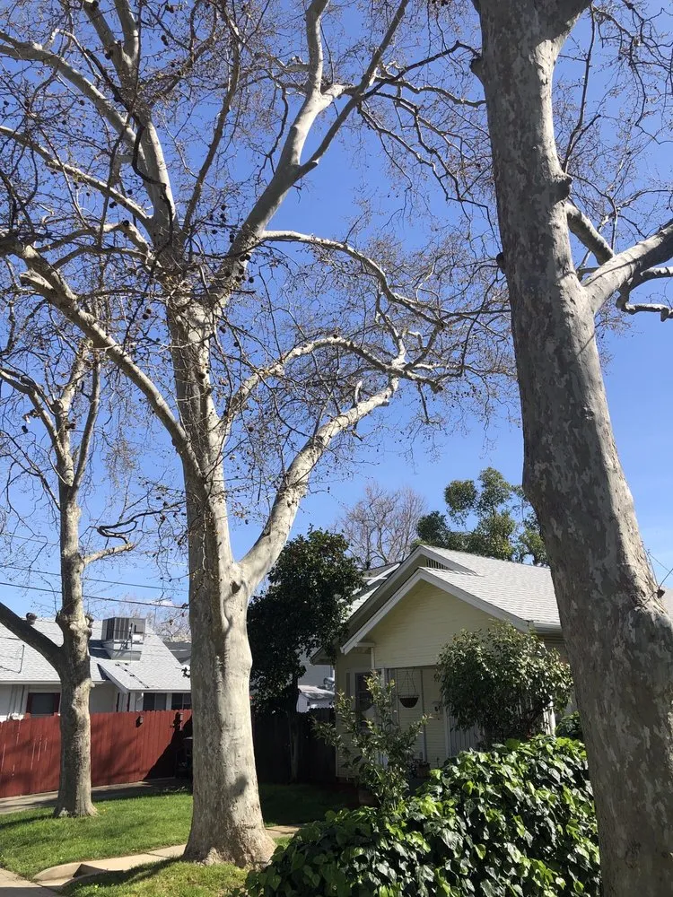 Top-rated landscape installation experts serving Rancho Cordova, CA - Del Cid Tree Service