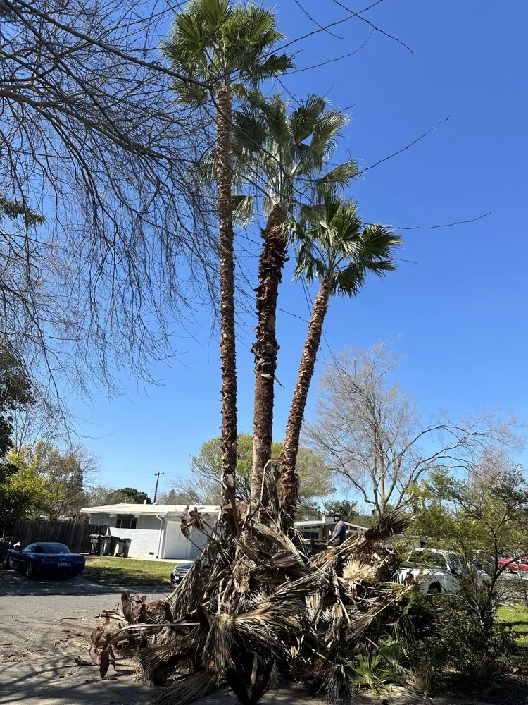 Local garden landscaping for residential properties in Rancho Cordova, CA by Del Cid Tree Service