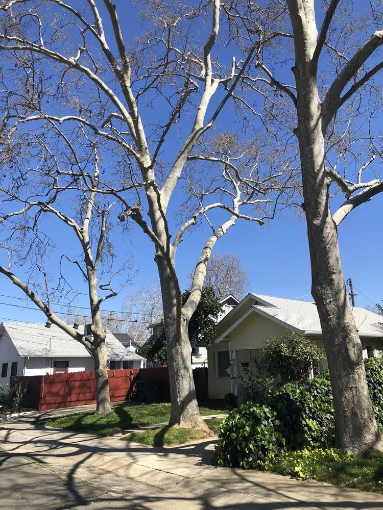 Custom landscape design for beautiful yards in Rancho Cordova, CA by Del Cid Tree Service