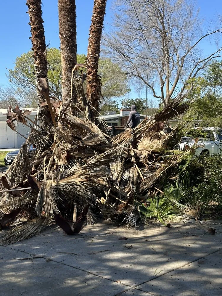 Reliable residential landscaping in Rancho Cordova, CA - Del Cid Tree Service