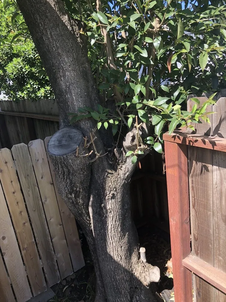 Trusted residential landscaping in Rancho Cordova, CA by Del Cid Tree Service