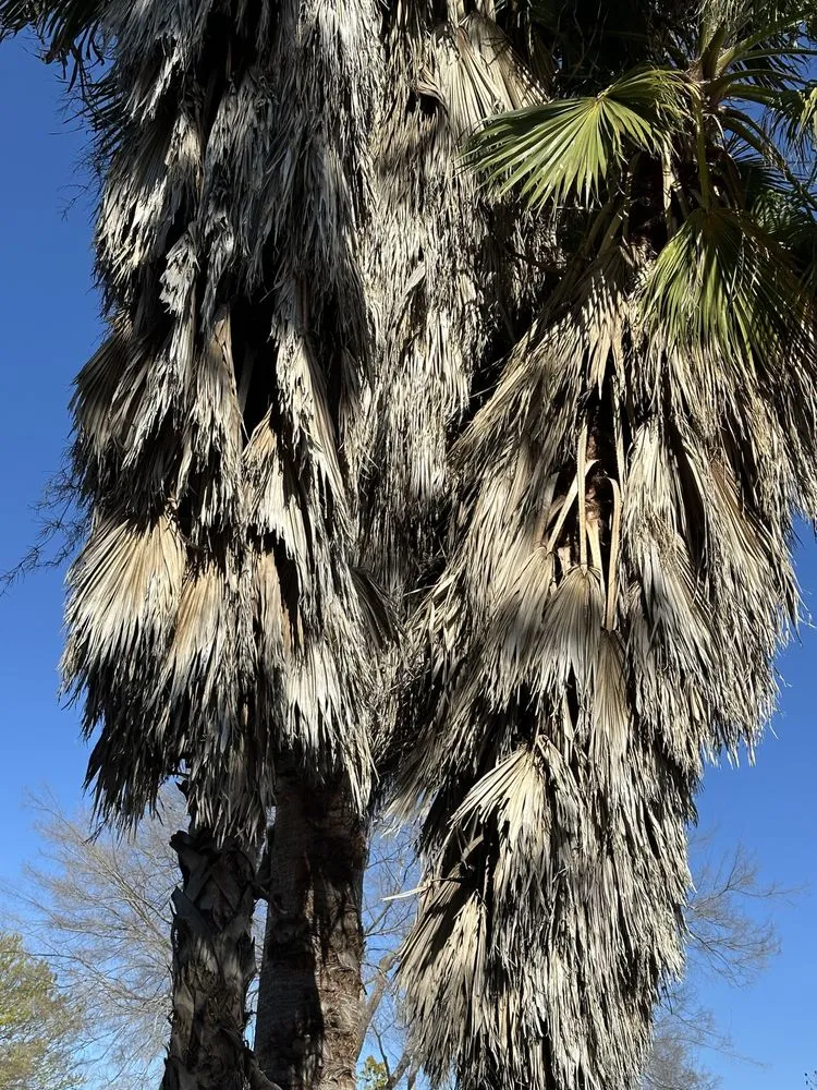 Expert landscape installation in Rancho Cordova, CA - Del Cid Tree Service